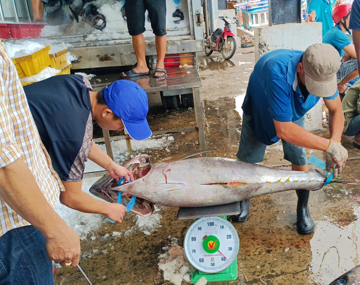 Duoc Mua Ca Ngu Nhung Ngu Dan Van Lo Vi Gia Thap 5