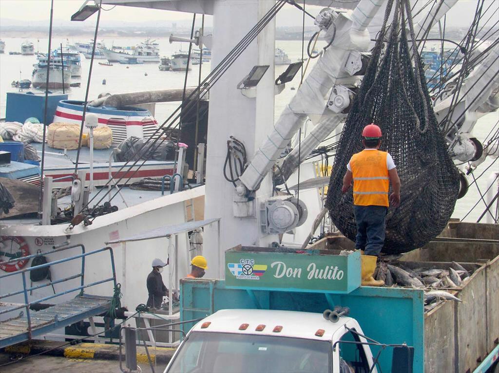 Gia Ca Ngu Van Tai Manta Thap Hon Tai Bangkok