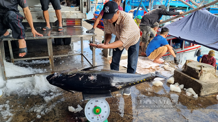 Sau Nhieu Ngay Danh Bat Xuyen Tet Tren Vung Bien Thi Hien Nay Nhieu Tau Da Cap Cang Hon Ro Xa Phuoc Dong Tp Nha Trang Khanh Hoa Va Mang Theo Loc Bien Ve Qua Nghi Nhan Cua Pv Nhieu Tau Ca Cac Ti 3